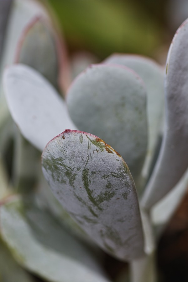 Succulent Lines And Shapes by Joy Watson